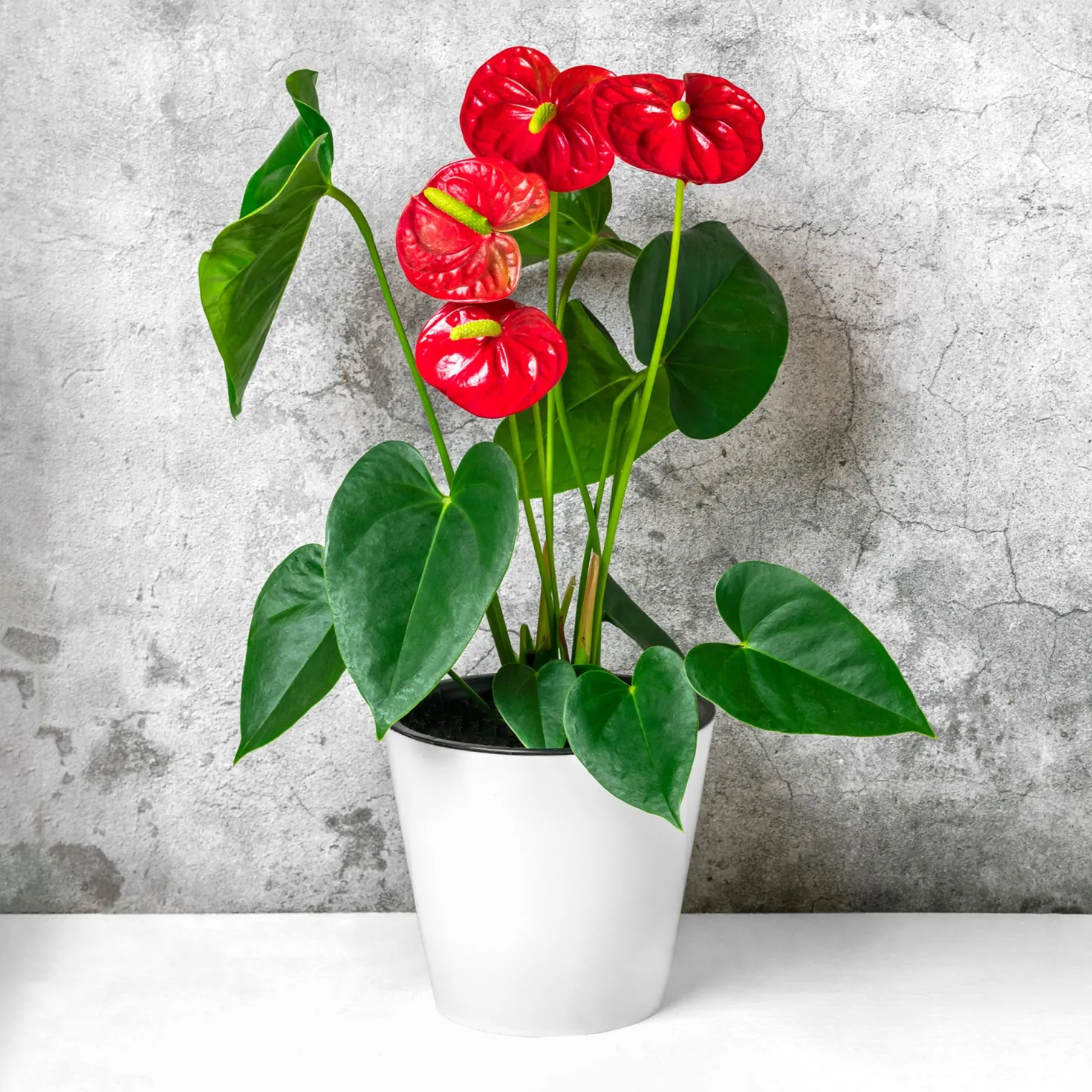 Rote Flamingoblume / Anthurium red - Rot, das monatelang hält