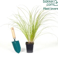 Rote Garten-Segge 'Prairie Fire' - Feuriges Laub, null Aufwand