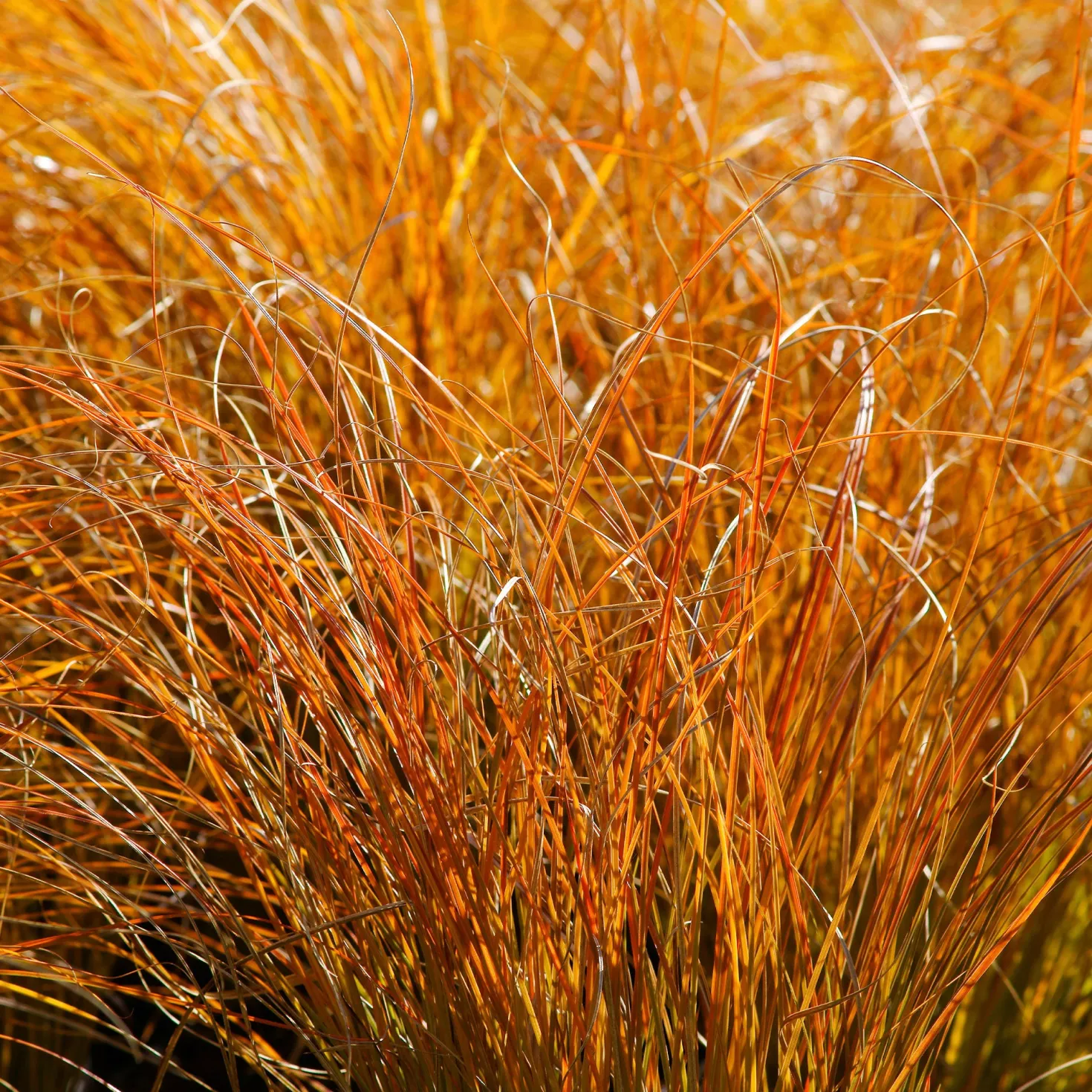Rote Garten-Segge 'Prairie Fire' - Feuriges Laub, null Aufwand