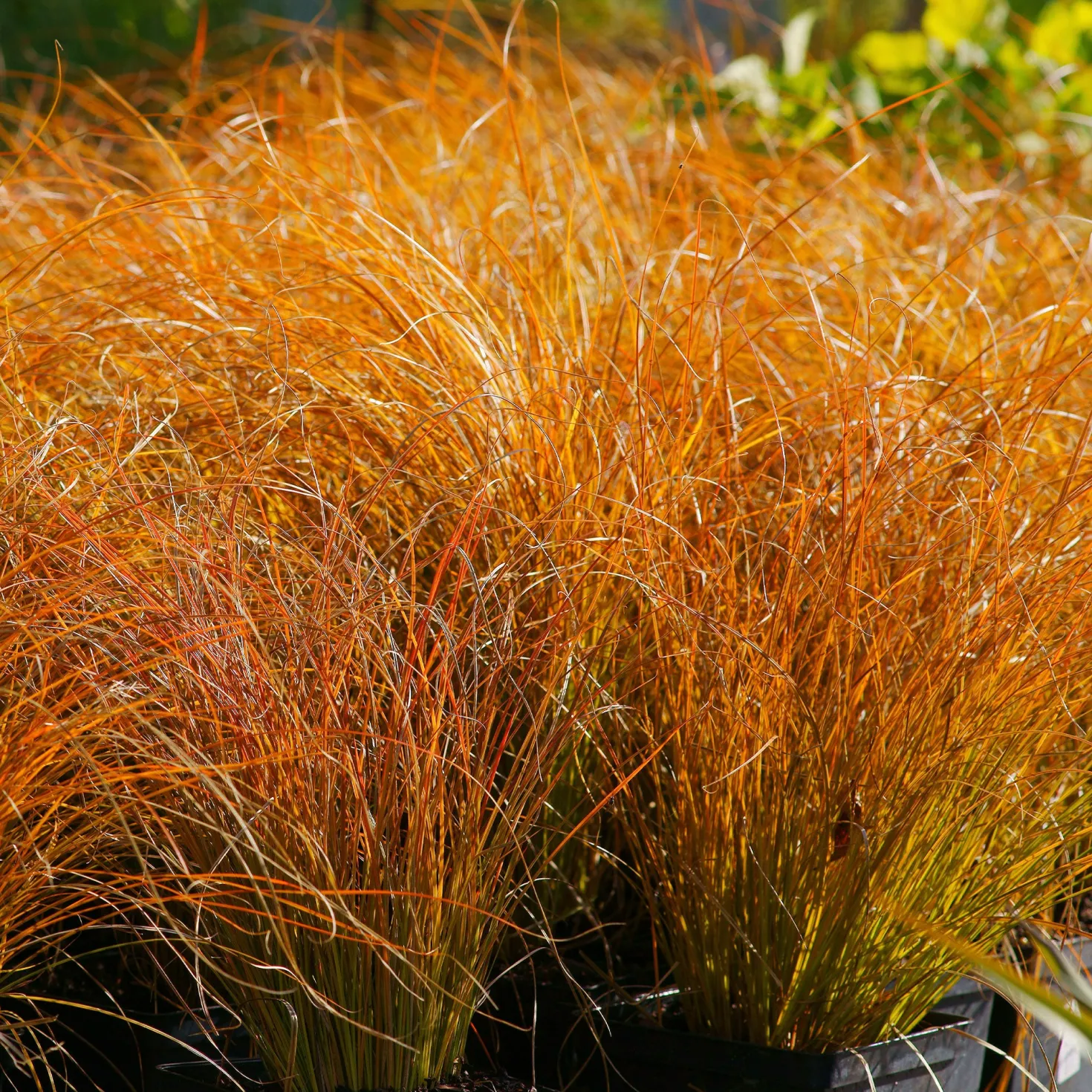 Rote Garten-Segge 'Prairie Fire' - Feuriges Laub, null Aufwand