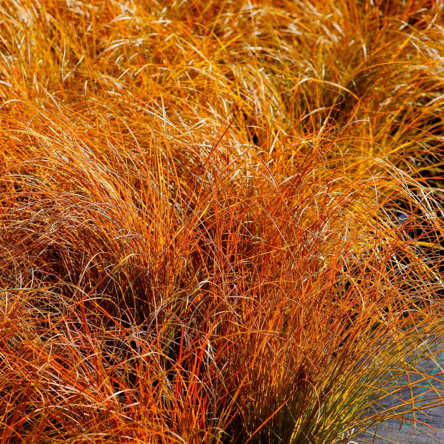 Rote Garten-Segge 'Prairie Fire' - Feuriges Laub, null Aufwand