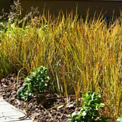 Rote Garten-Segge 'Prairie Fire' - Feuriges Laub, null Aufwand