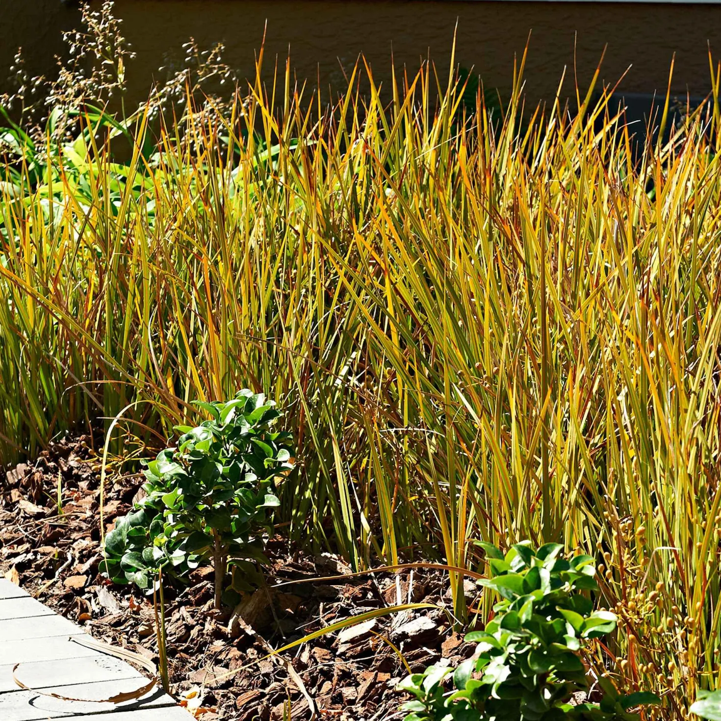 Rote Garten-Segge 'Prairie Fire' - Feuriges Laub, null Aufwand