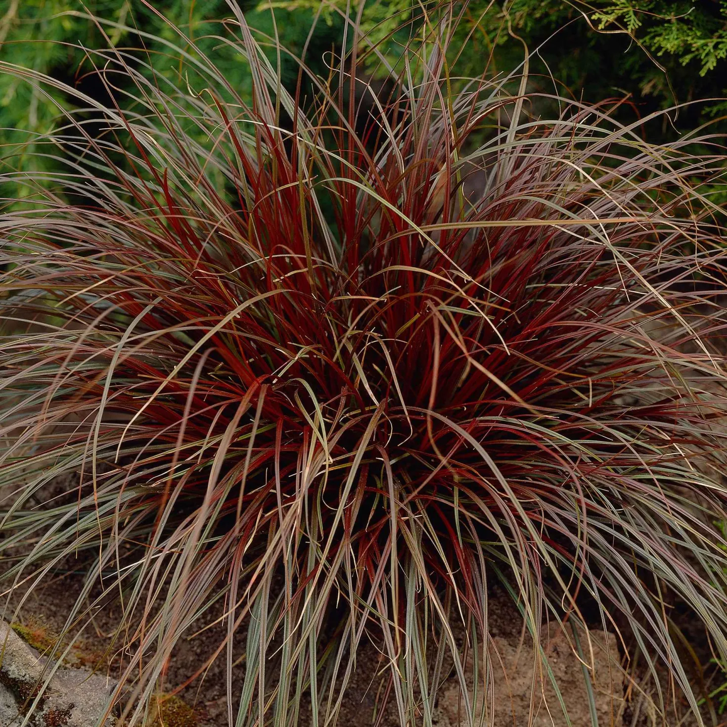 Rote Hakensegge - Rotes Laub das ganze Jahr