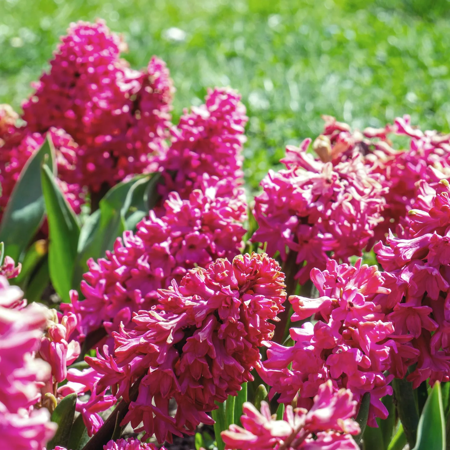 Rote Hyazinthen (x3) - Farbe und Duft im Frühling