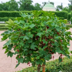 Rote Johannisbeere auf Stamm ‘Jonkheer van Tets’ - Ernte auf Augenhöhe