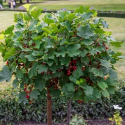 Rote Johannisbeere auf Stamm ‘Jonkheer van Tets’ - Ernte auf Augenhöhe