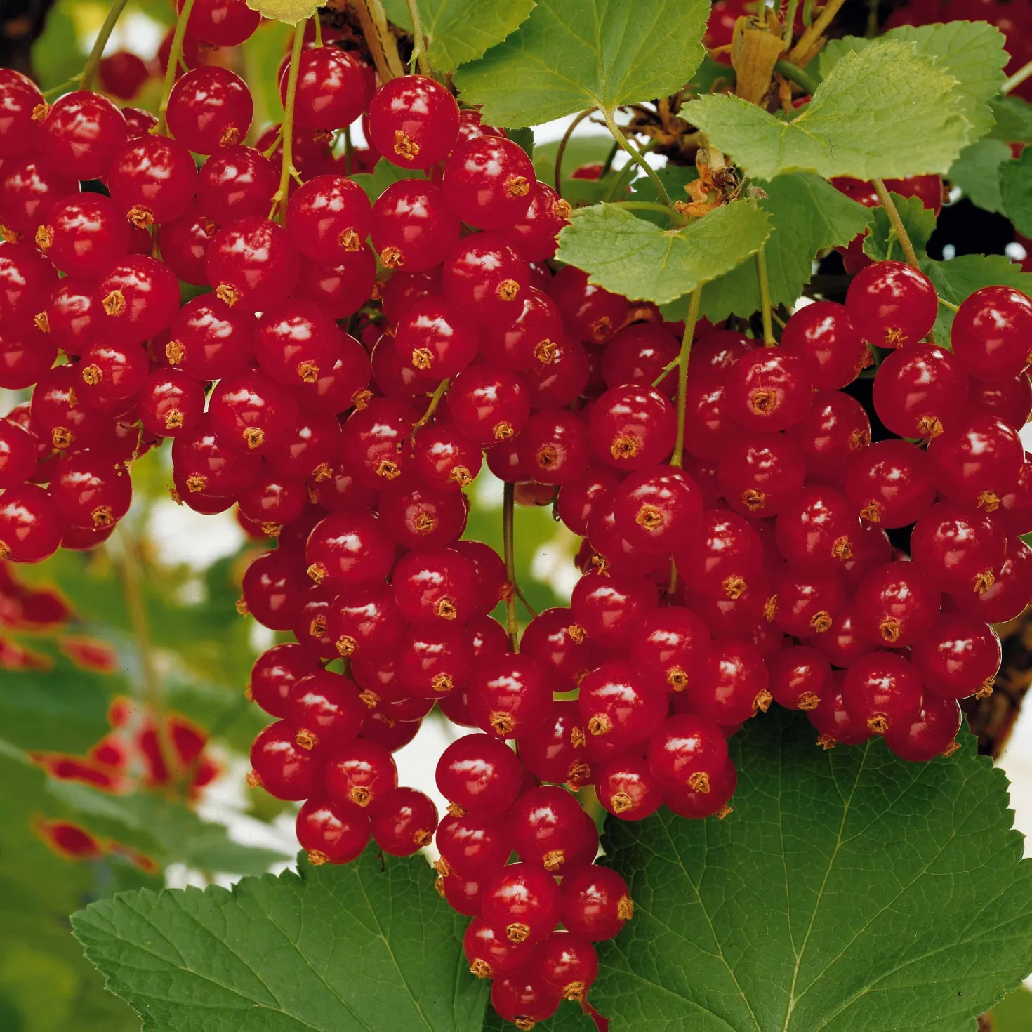 Rote Johannisbeere auf Stamm ‘Jonkheer van Tets’ - Ernte auf Augenhöhe