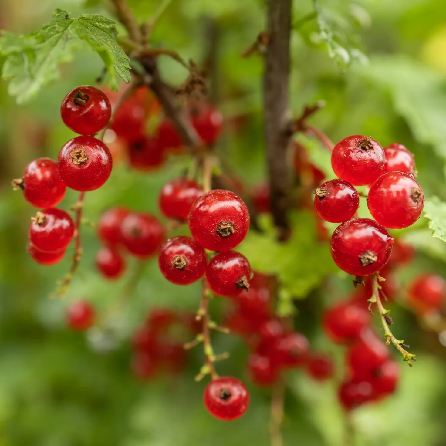 Rote Johannisbeere auf Stamm ‘Jonkheer van Tets’ - Ernte auf Augenhöhe