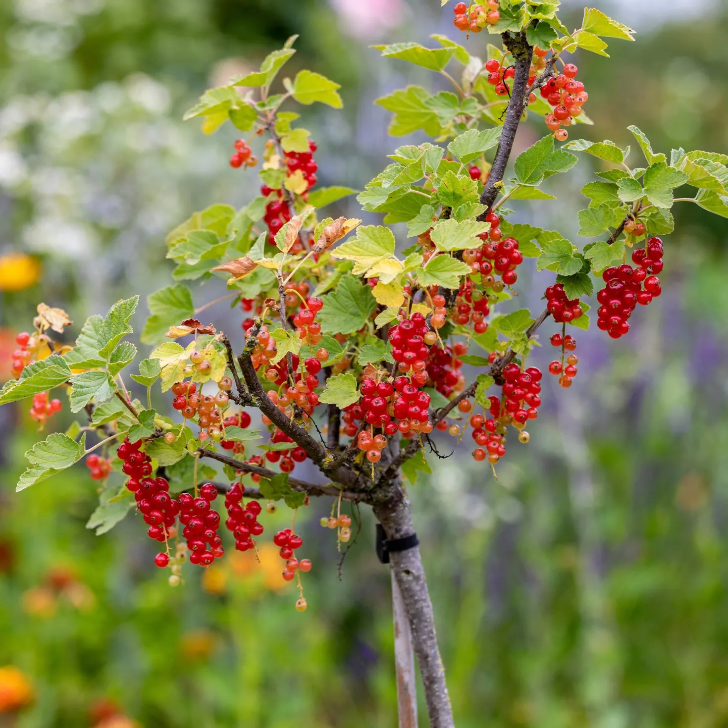 Rote Johannisbeere auf Stamm ‘Jonkheer van Tets’ - Ernte auf Augenhöhe
