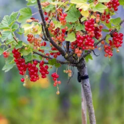 Rote Johannisbeere auf Stamm ‘Jonkheer van Tets’ - Ernte auf Augenhöhe
