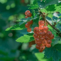 Rote Johannisbeere ‘Gloire des Sablons’ - Rosa Beeren, süßer Genuss