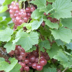 Rote Johannisbeere ‘Gloire des Sablons’ - Rosa Beeren, süßer Genuss