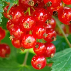 Rote Johannisbeere ‘Jonkheer van Tets’ - Früh reif, süß und rot