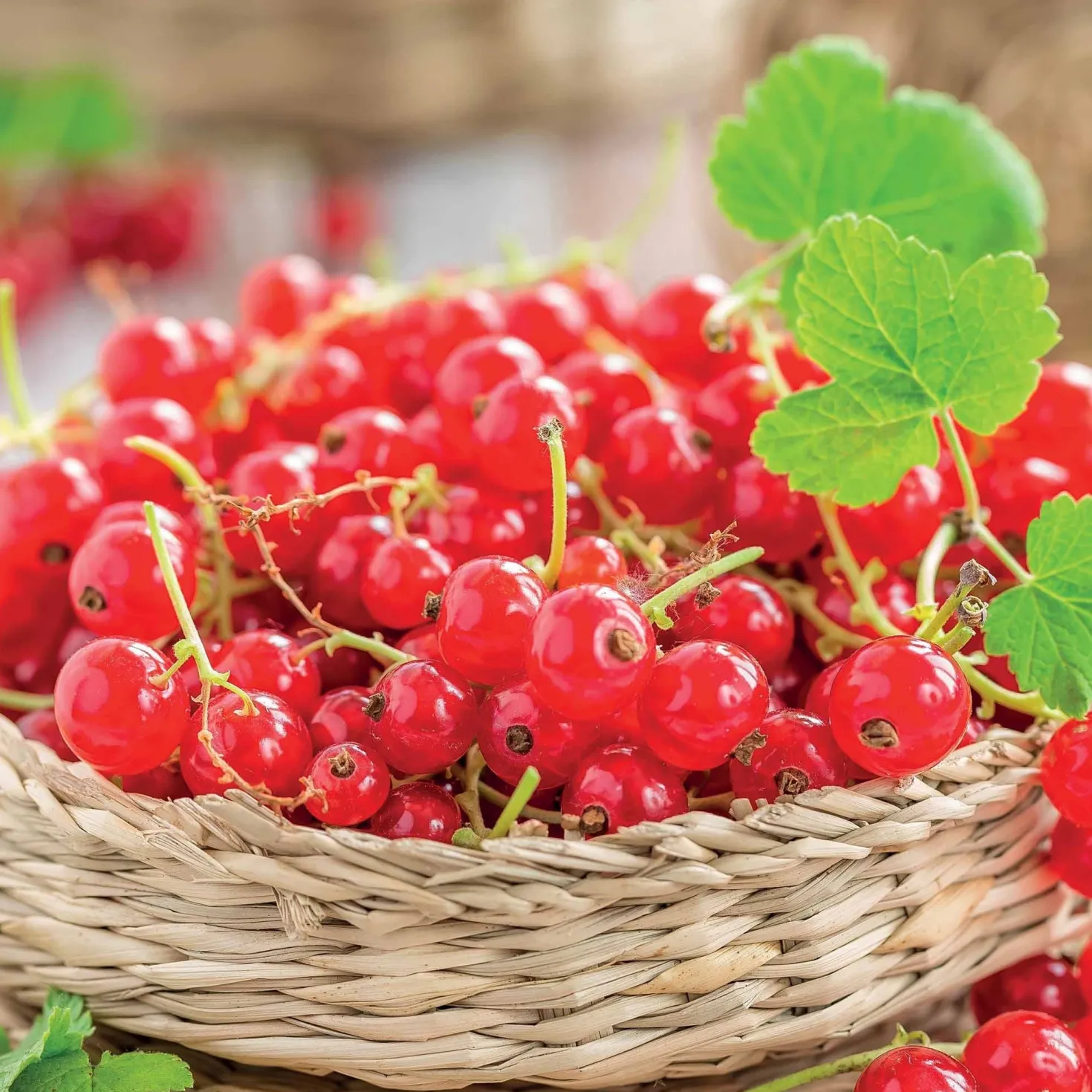 Rote Johannisbeere ‘Jonkheer van Tets’ - Früh reif, süß und rot