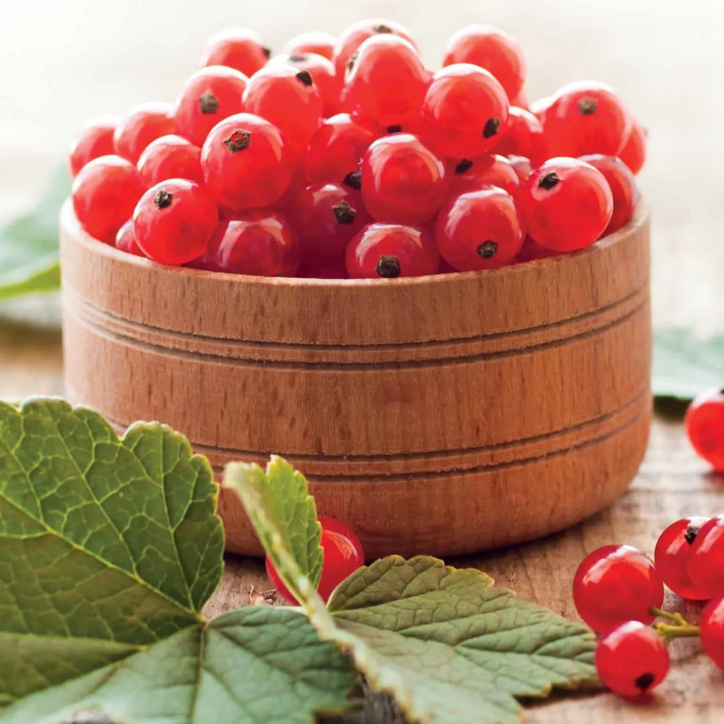 Rote Johannisbeere ‘Jonkheer van Tets’ - Früh reif, süß und rot