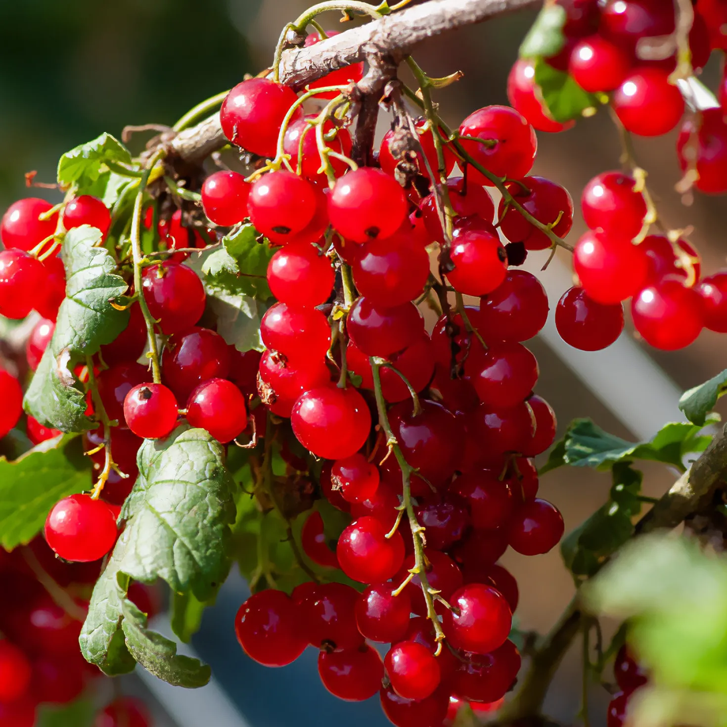 Rote Johannisbeere ‘Junifer’ - Ernte schon im Juni