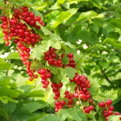 Rote Johannisbeere ‘Junifer’ - Ernte schon im Juni