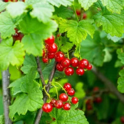 Rote Johannisbeere ‘Versaillaise Rouge’ - Ernte pur, Pflege minimal