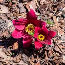 Rote Küchenschelle - Frühlingsfarbe im Steingarten