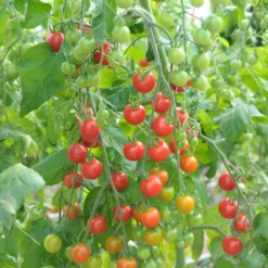 Rote Kirschtomate Supersweet 100 - Süße Ernte den ganzen Sommer