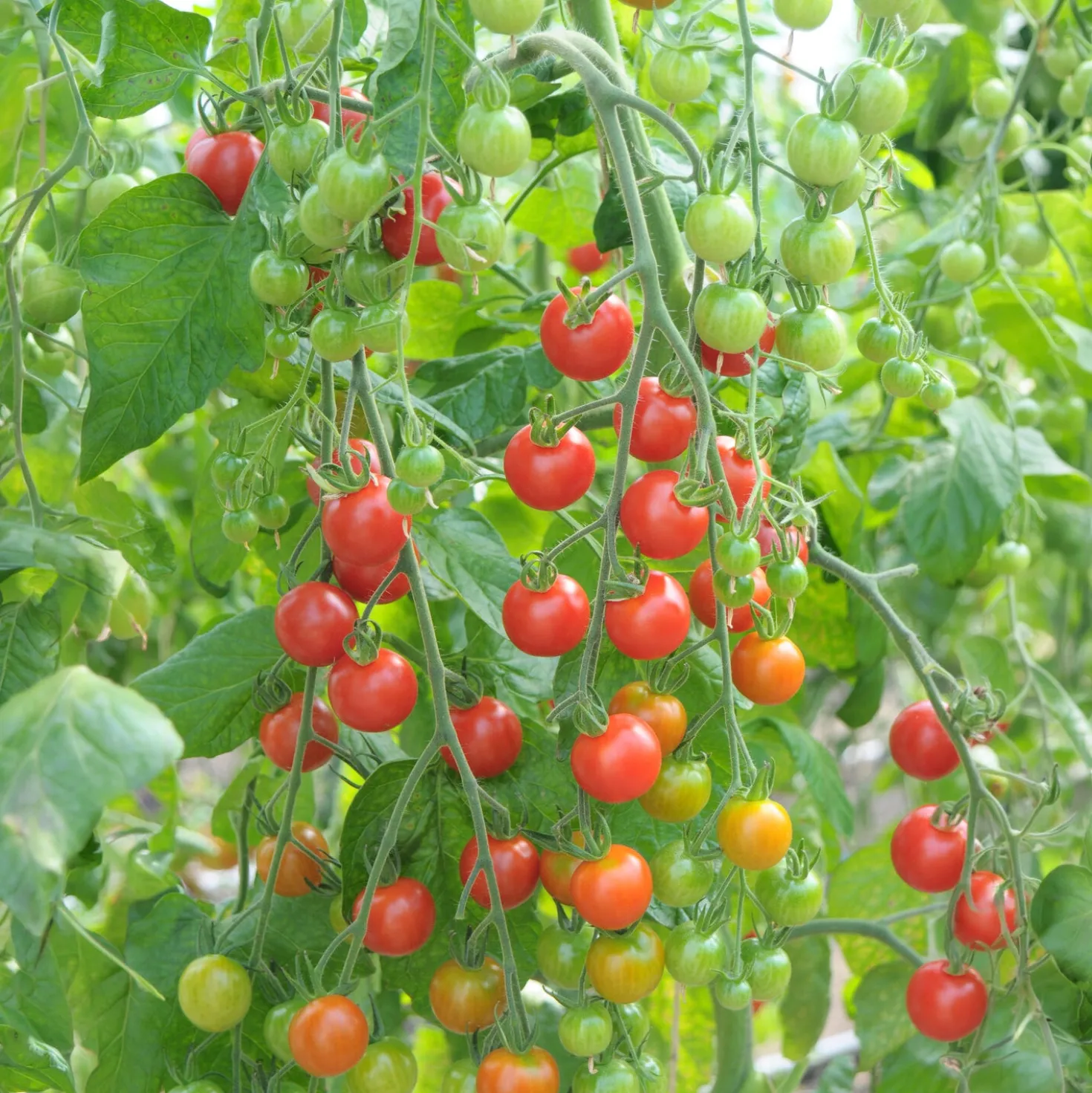 Rote Kirschtomate Supersweet 100 - Süße Ernte den ganzen Sommer