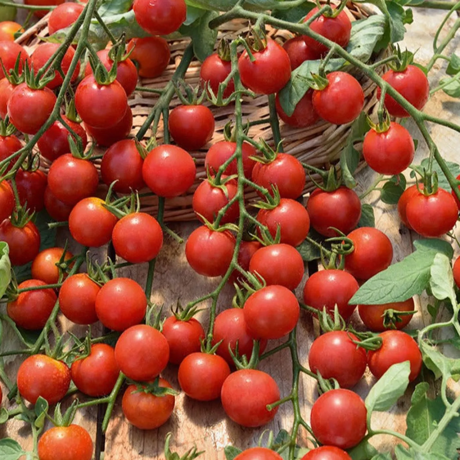Rote Kirschtomate Supersweet 100 - Süße Ernte den ganzen Sommer