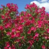 Rote Oleander - Mediterranes Flair sofort