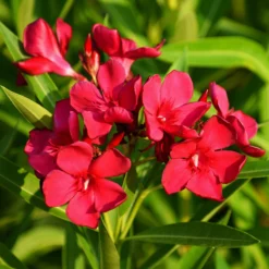 Rote Oleander - Mediterranes Flair sofort