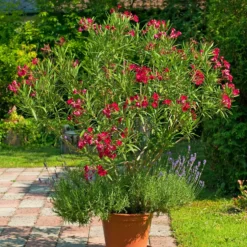 Rote Oleander - Mediterranes Flair sofort