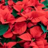 Rote Poinsettia - Festliche Farbe sofort
