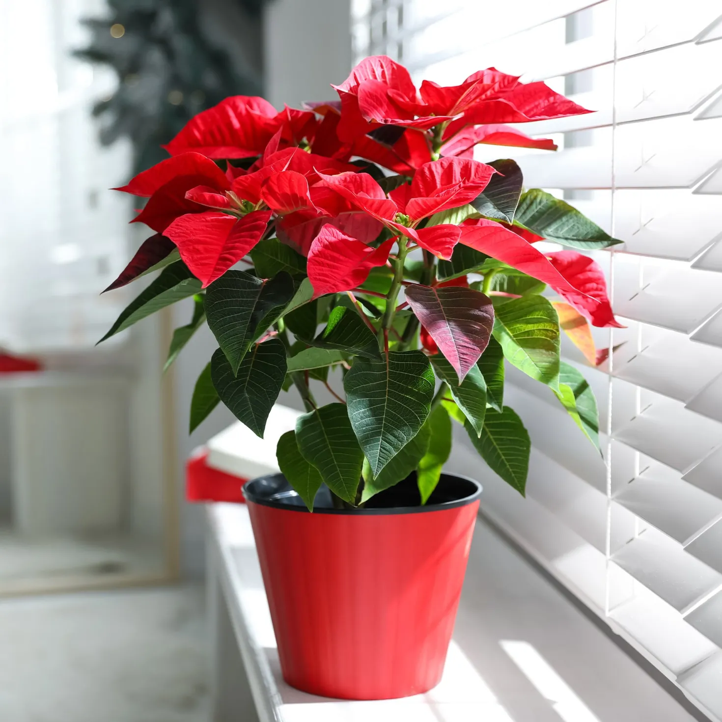 Rote Poinsettia - Festliche Farbe sofort