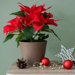 Rote Poinsettia - Festliche Farbe sofort