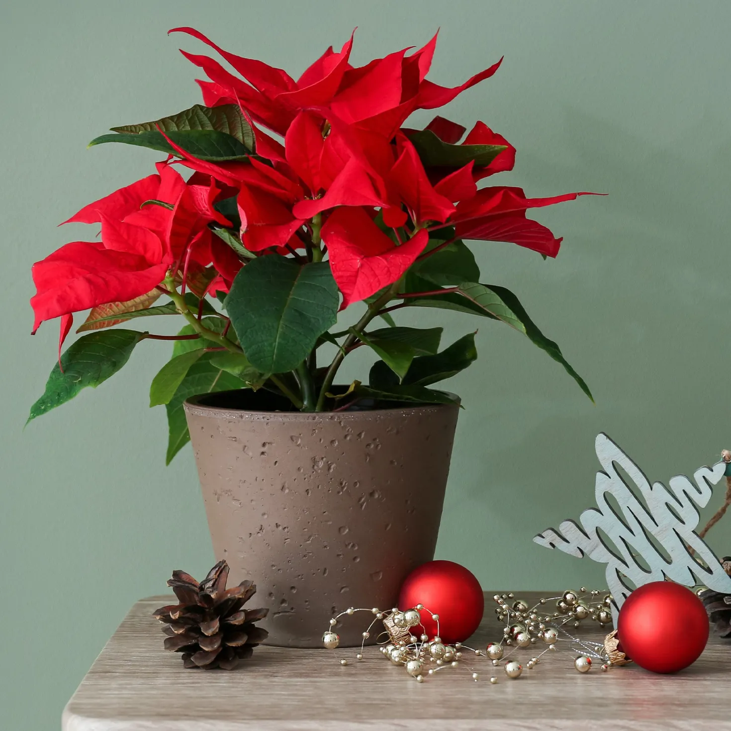 Rote Poinsettia - Festliche Farbe sofort