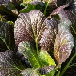 Roter Blattsenf Red Giant Bio - Würzig, rot und schnell reif