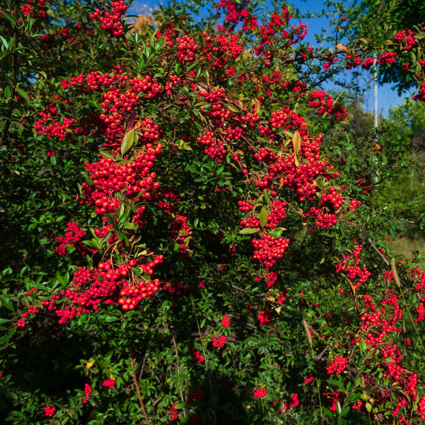 Roter Feuerdorn - Grüne Hecke das ganze Jahr