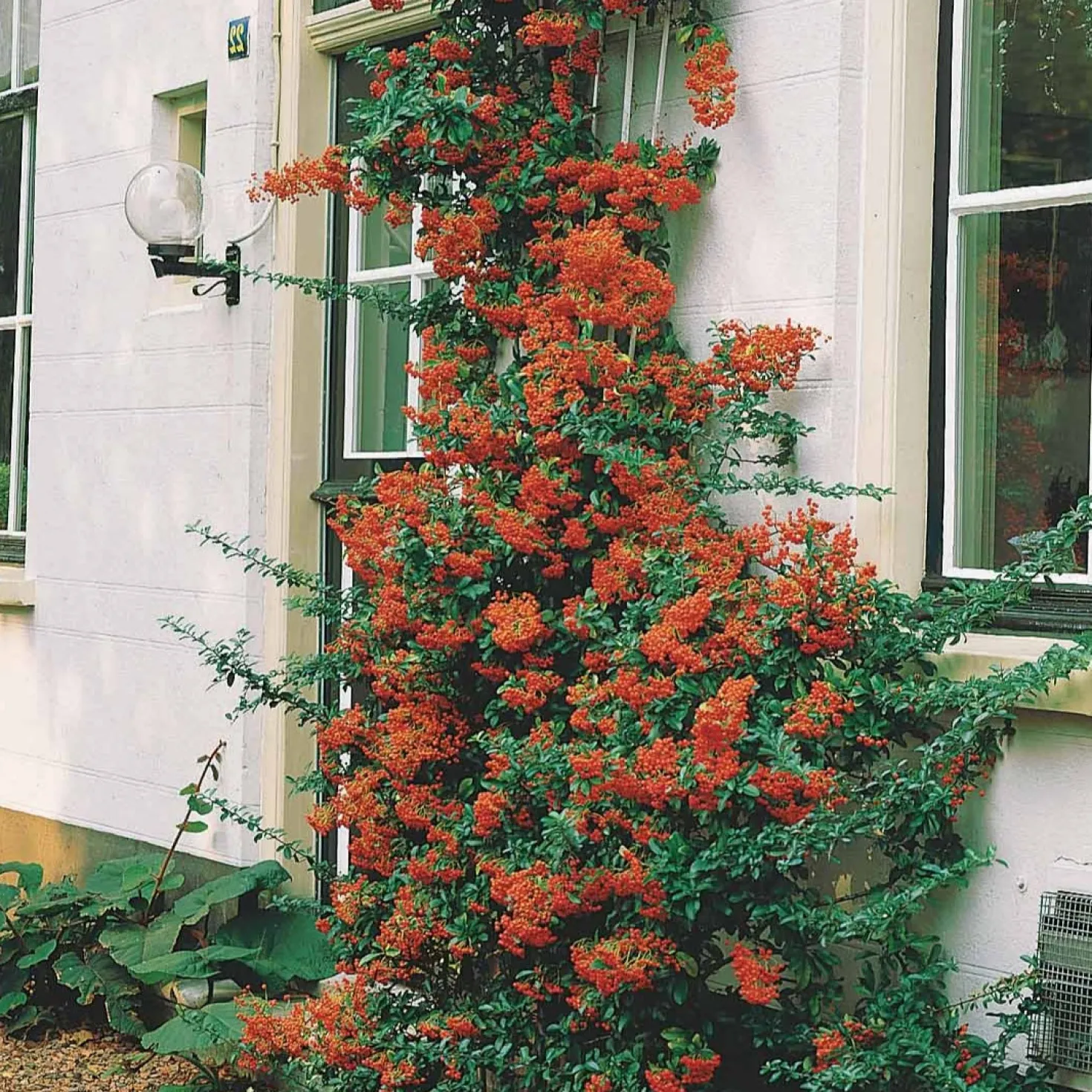 Roter Feuerdorn - Grüne Hecke das ganze Jahr