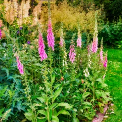 Roter Fingerhut - Hohe Blüten, wilder Charme