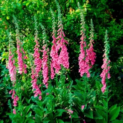 Roter Fingerhut - Hohe Blüten, wilder Charme