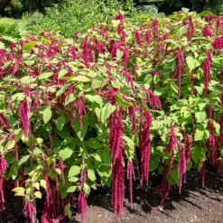 Roter Fuchsschwanz - Blüten wie rote Kaskaden