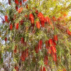 Roter Lampenputzerstrauch - Rote Blütenbürsten im Garten