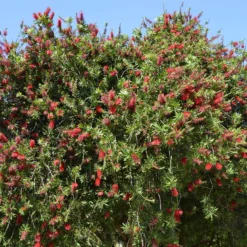 Roter Lampenputzerstrauch - Rote Blütenbürsten im Garten