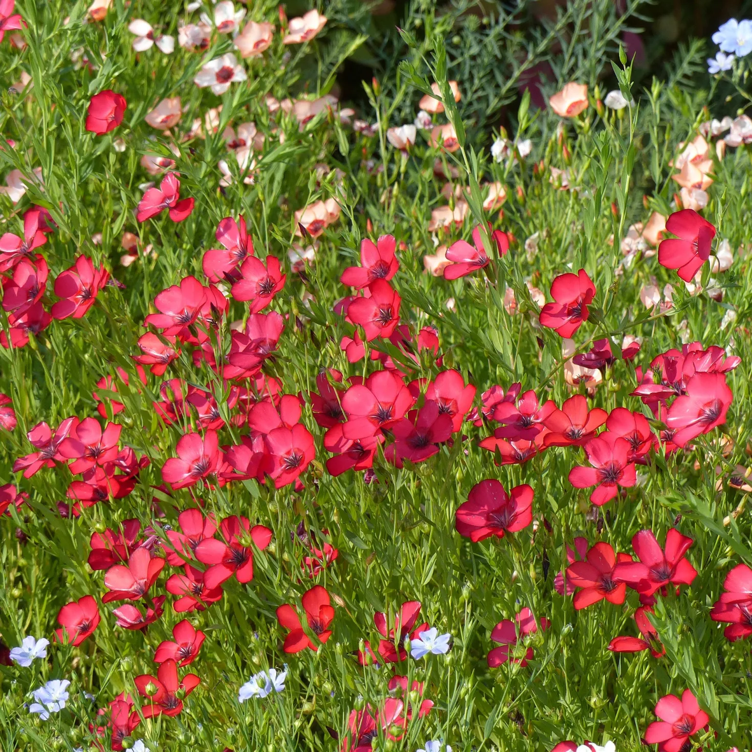 Roter Lein - Ein Blütenmeer in Fuchsia