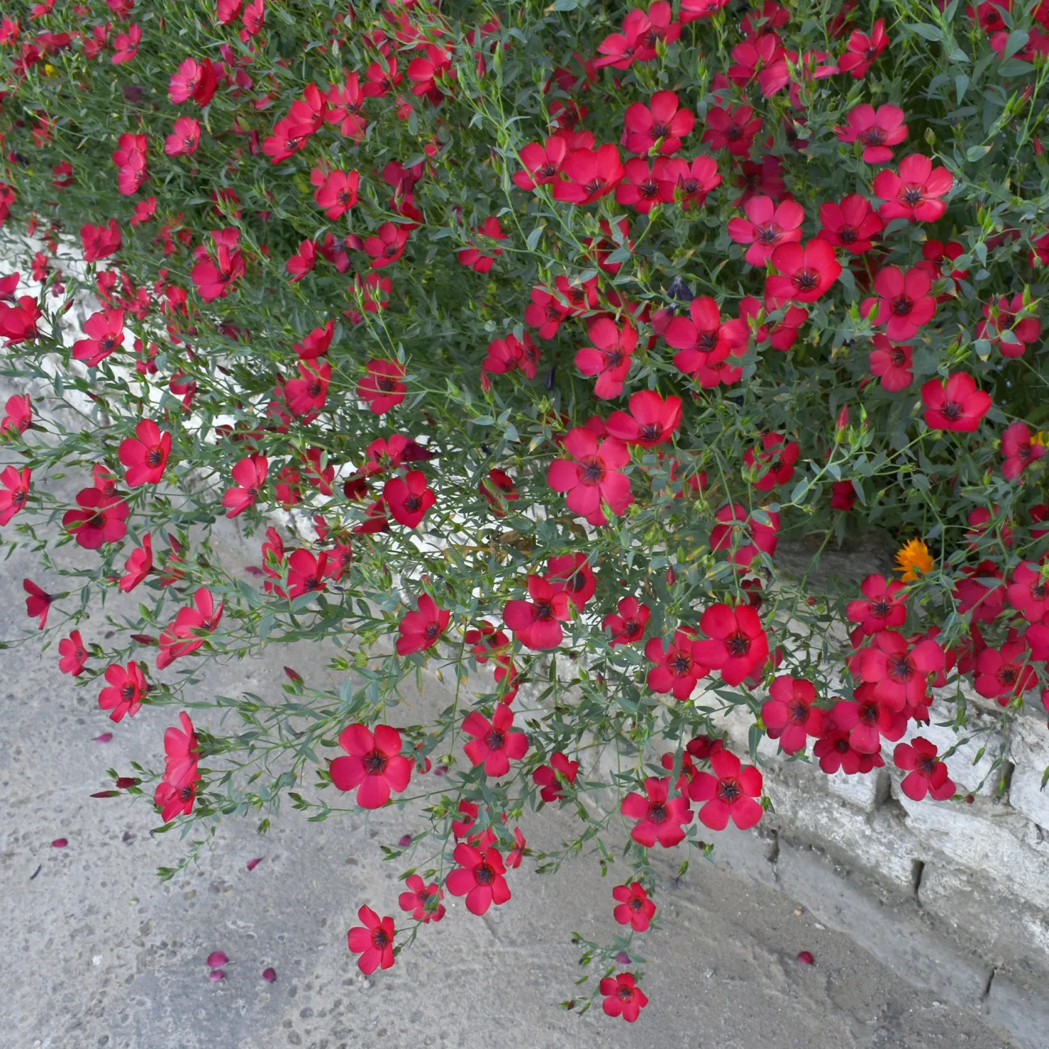 Roter Lein - Ein Blütenmeer in Fuchsia