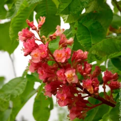 Rote Rosskastanie Briotii - Rote Blüten, großer Schatten