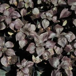 Roter Shiso (Perilla) - Asia-Aroma frisch geerntet