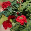 Rotes hängendes Eisenkraut - Rote Blütenkaskade sofort