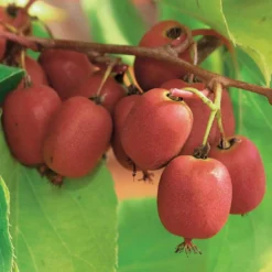 Rotes Kiwi-Paar Weiki ® Plus (1 Männchen + 1 Weibchen) - Süße Mini-Kiwis pflücken