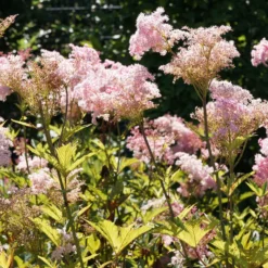 Rote Spiere 'Venusta' - Rosa Wolken im Sommer