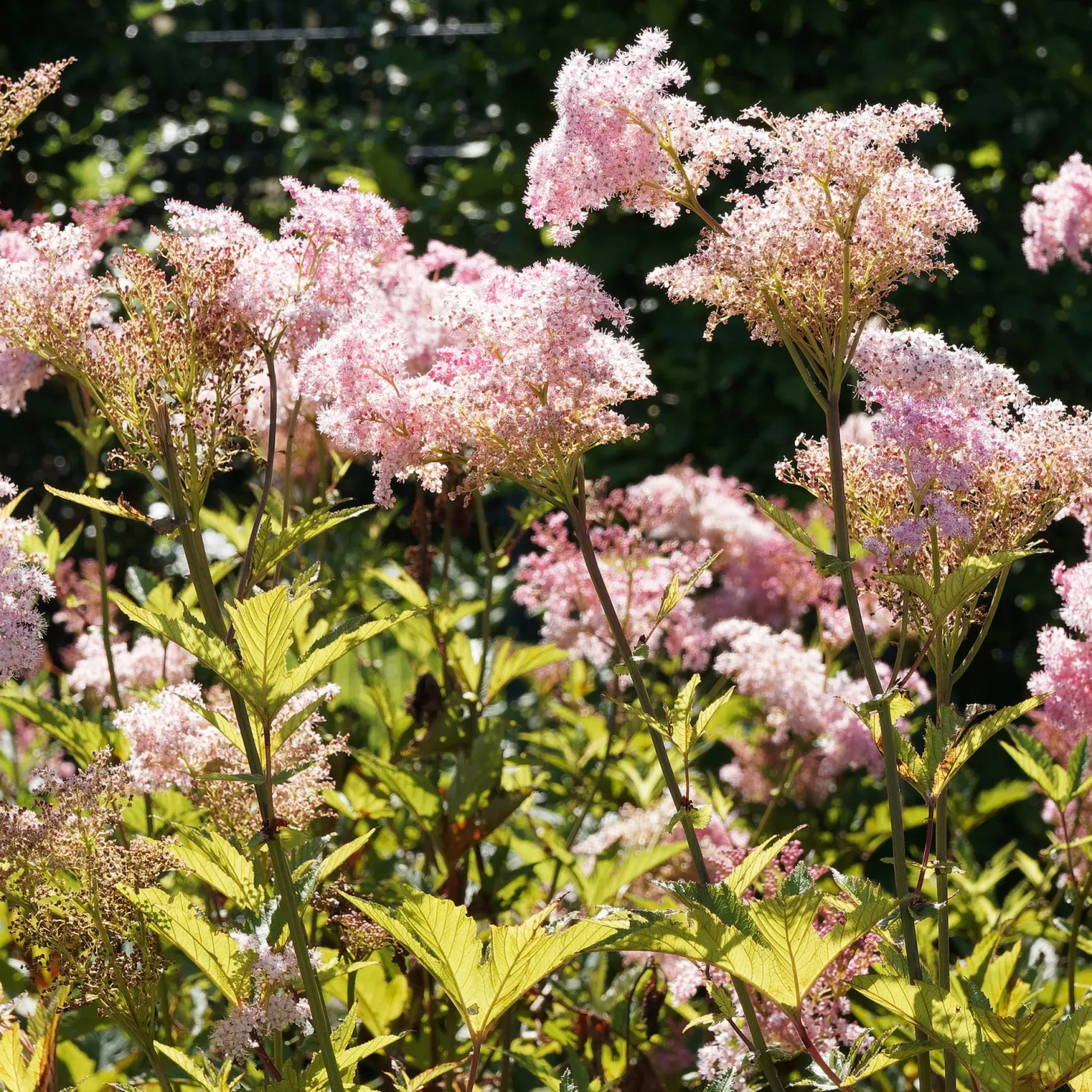 Rote Spiere 'Venusta' - Rosa Wolken im Sommer